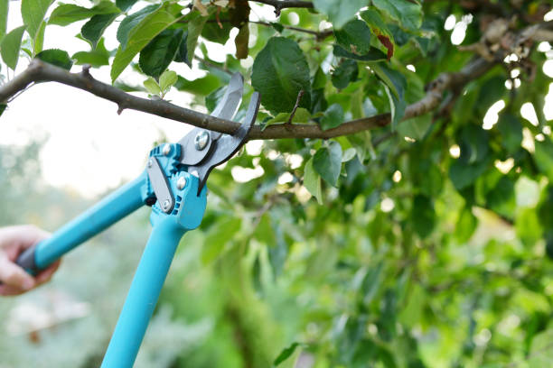 Tree Root Removal